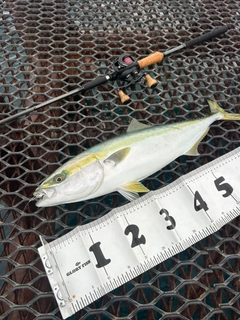 メジロの釣果