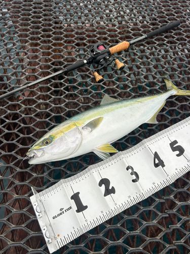 メジロの釣果