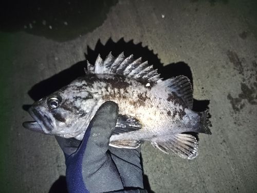 クロソイの釣果