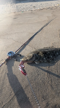 ヒラメの釣果