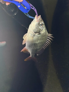 キビレの釣果