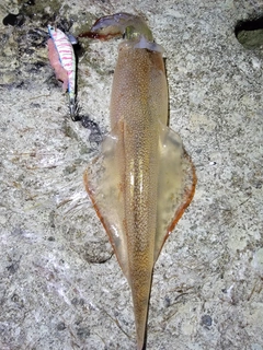 ヤリイカの釣果