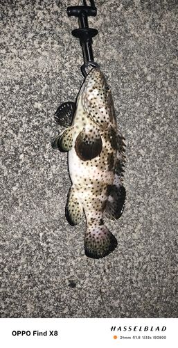 ヤイトハタの釣果