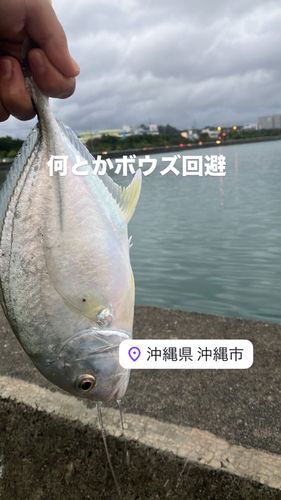 ロウニンアジの釣果
