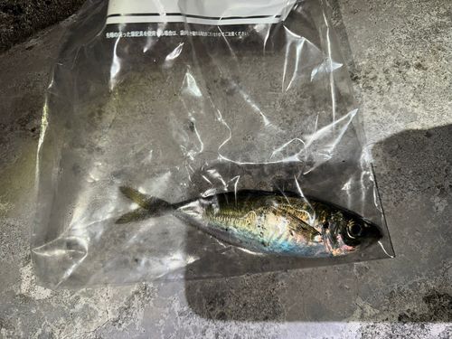 マアジの釣果