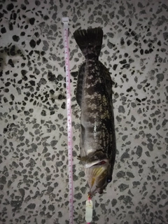 アイナメの釣果