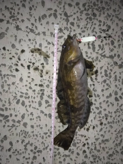 アイナメの釣果