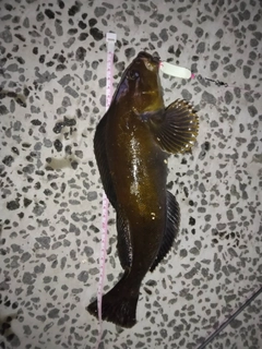 アイナメの釣果