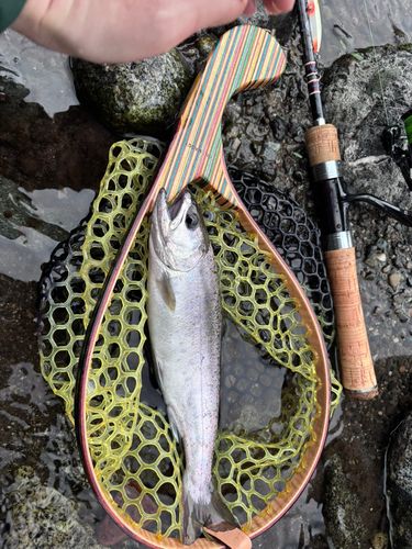 ヤマメの釣果