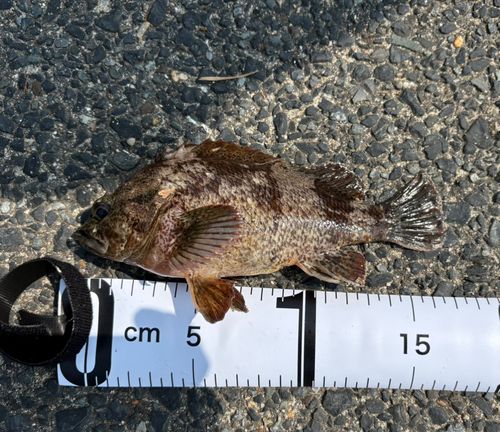 ムラソイの釣果