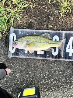 ブラックバスの釣果