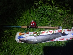 ナマズの釣果