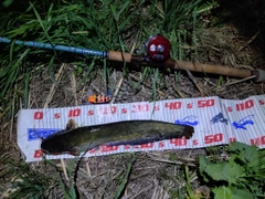 ナマズの釣果