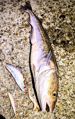 マダラの釣果