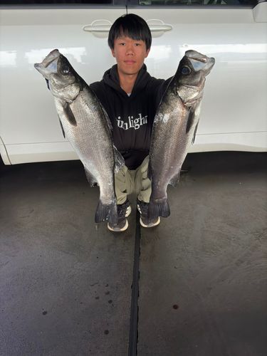 ヒラスズキの釣果