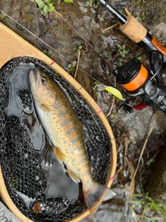ヤマメの釣果