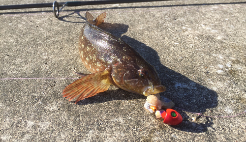 アブラコの釣果