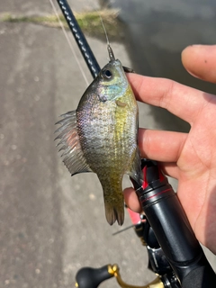 ブルーギルの釣果