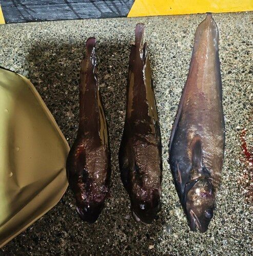 ドンコの釣果