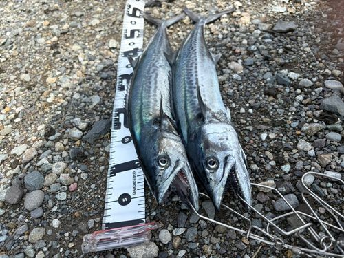 サゴシの釣果