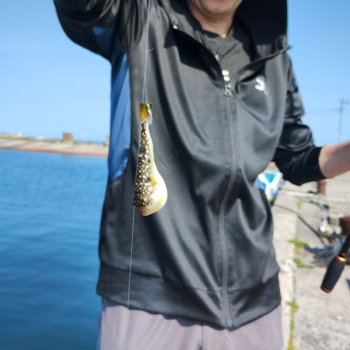 カタクチイワシの釣果