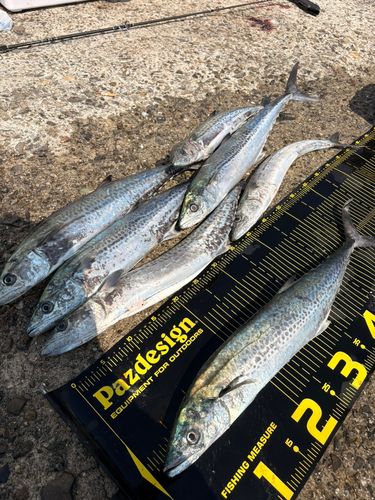 サゴシの釣果