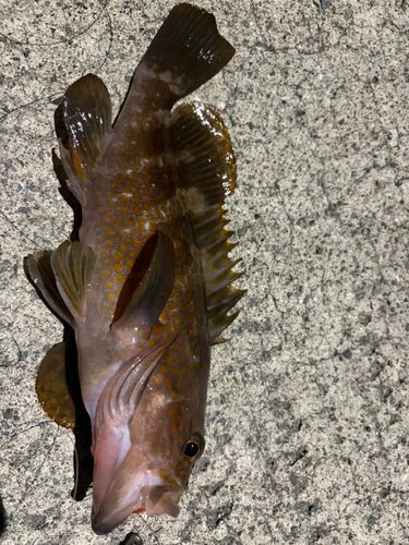 アコウの釣果