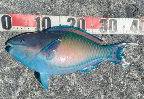 イラブチャーの釣果