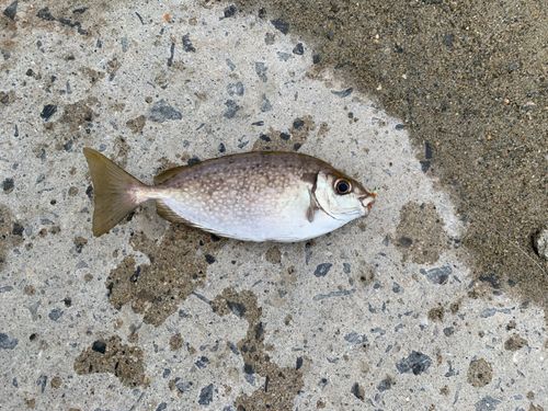 アイゴの釣果