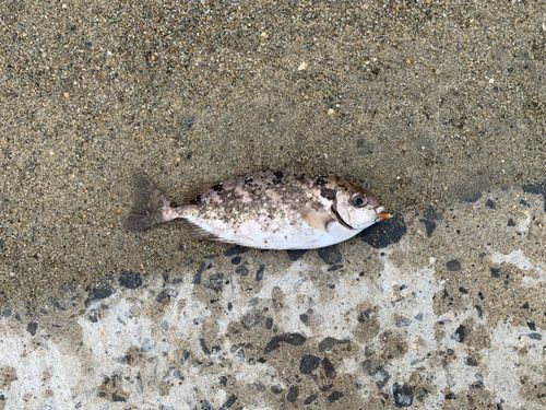 アイゴの釣果