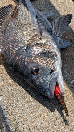 チヌの釣果