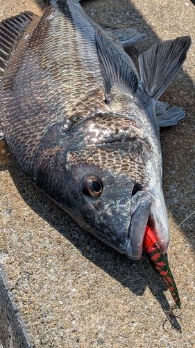 チヌの釣果