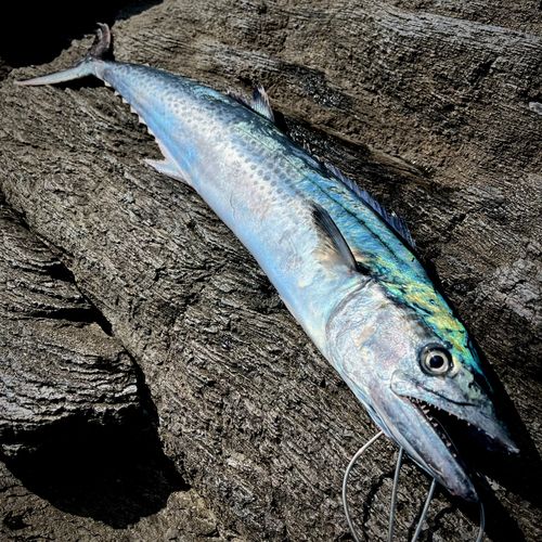 サワラの釣果