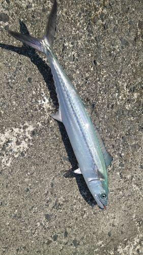 サゴシの釣果