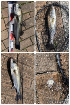 フッコ（マルスズキ）の釣果