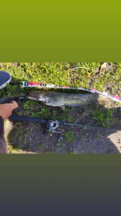 ナマズの釣果