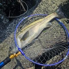 スズキの釣果