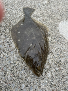 イシガレイの釣果