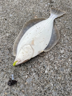 イシガレイの釣果