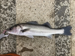 フッコ（マルスズキ）の釣果