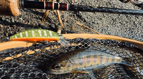 ヤマメの釣果