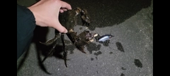 モクズガニの釣果