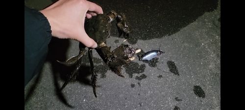 モクズガニの釣果