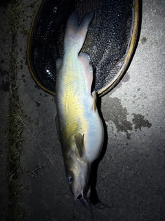 アメリカナマズの釣果