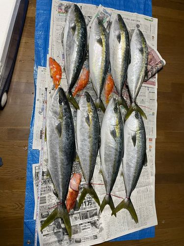 ヒラマサの釣果