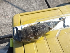クサフグの釣果