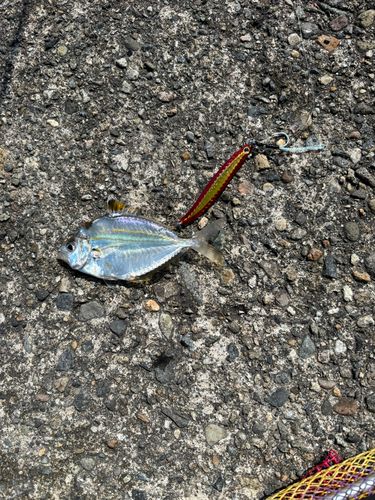 ヒイラギの釣果