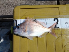 チャリコの釣果