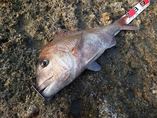 タイの釣果