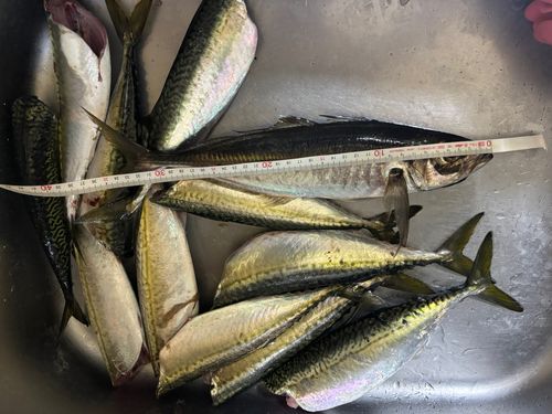 サバの釣果